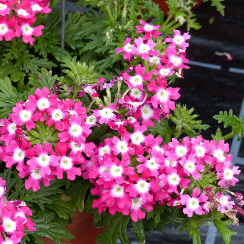 Verbena Virgo Candy Cane (Floração)