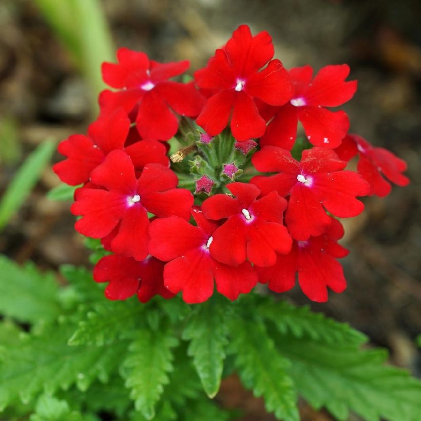 Verbena Vepita Dark Red (Floração)