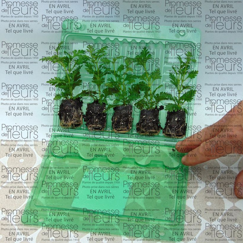 Exemplo de amostra de Verveine Estrella Pink Ballet Mini-motte Ø 3/4 cm tal como entregue