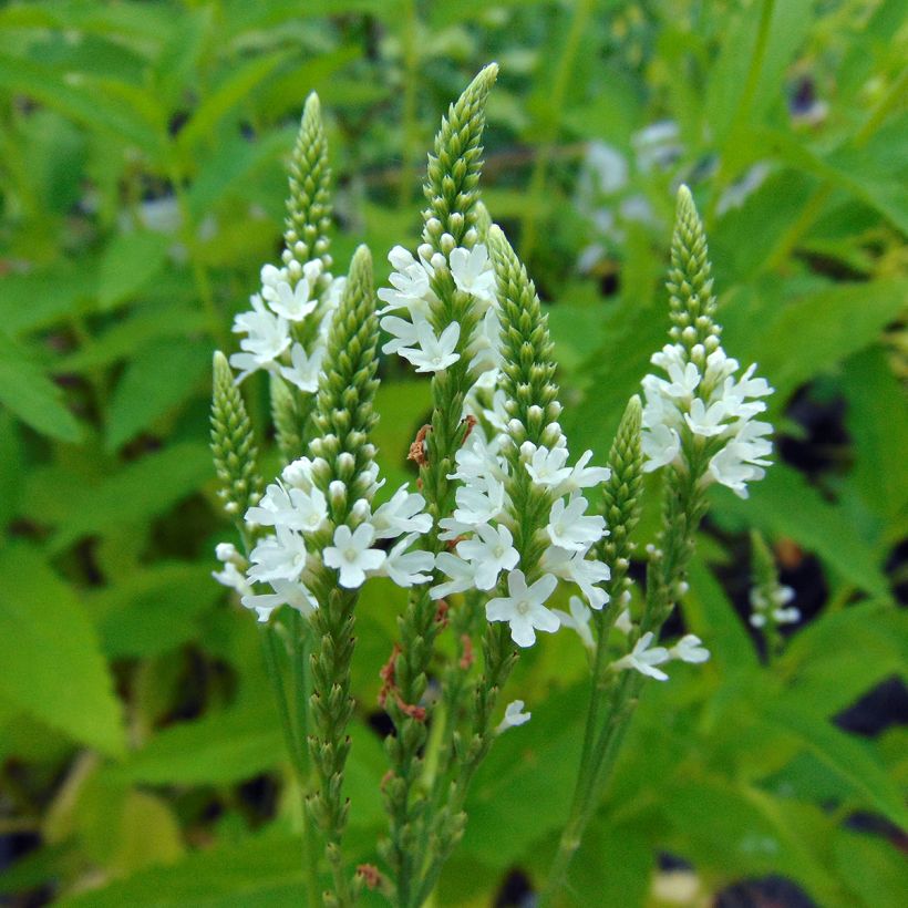 Verbena hastata Alba (Floração)