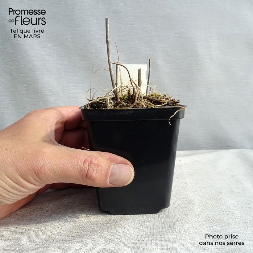 Amostra de Verbena hastata Alba Vaso de 8/9 cm tal como entregue na primavera