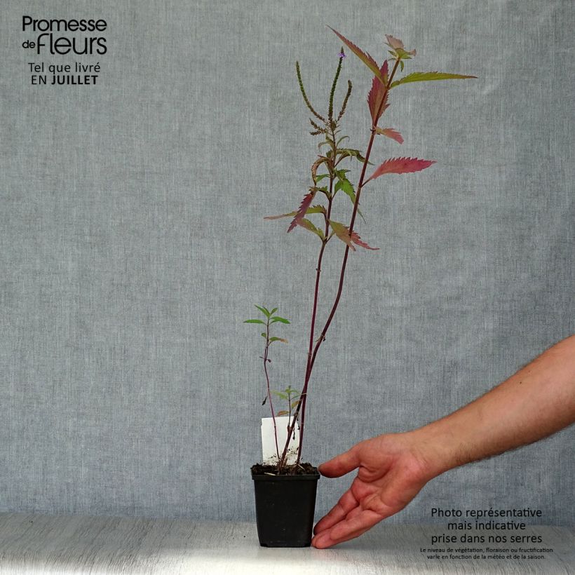 Amostra de Verbena hastata Vaso de 8/9 cm tal como entregue no verão