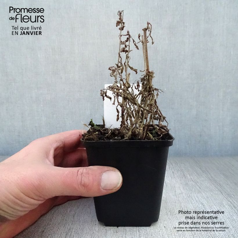 Amostra de Verbena hastata Vaso de 8/9 cm tal como entregue no inverno