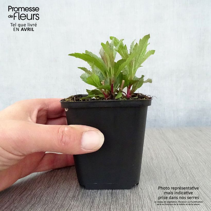 Amostra de Verbena hastata Vaso de 8/9 cm tal como entregue na primavera
