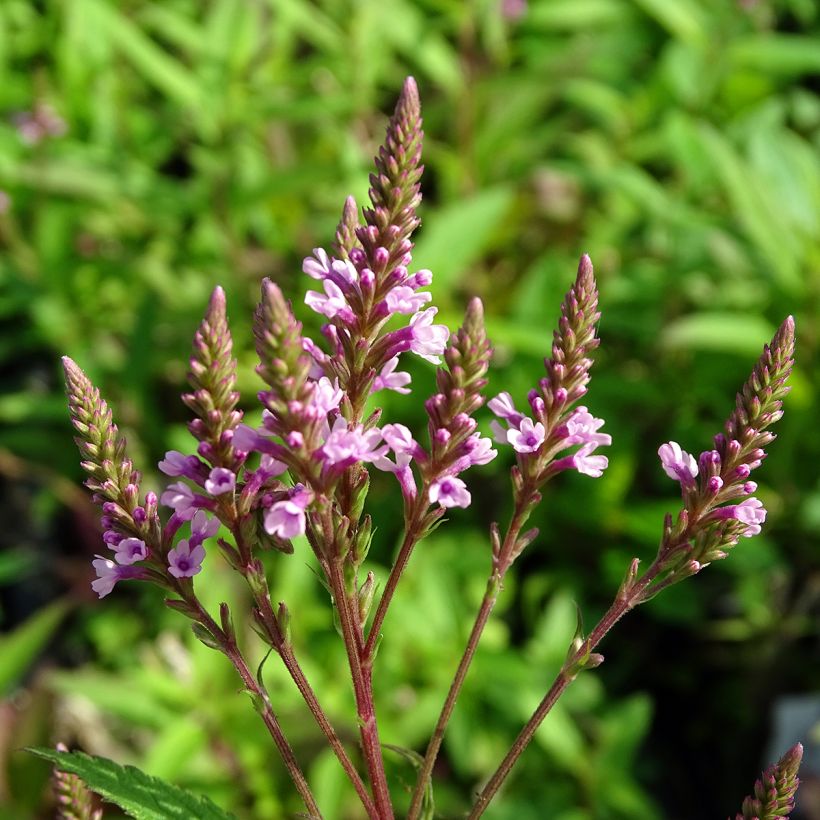 Verbena hastata Rosea (Floração)
