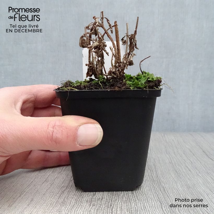 Amostra de Verveine - Verbena hastata Rosea Vaso de 8/9 cm tal como entregue no inverno