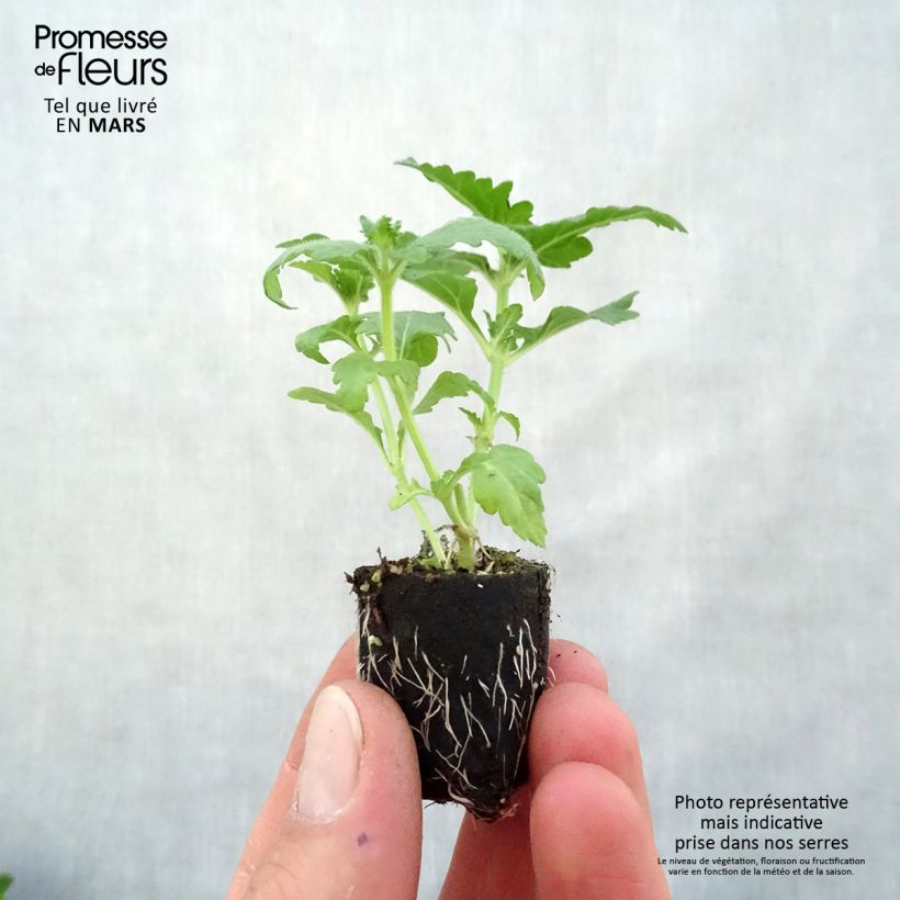 Amostra de Verveine Virgo Candy Cane Mini-motte Ø 3/4 cm tal como entregue na primavera