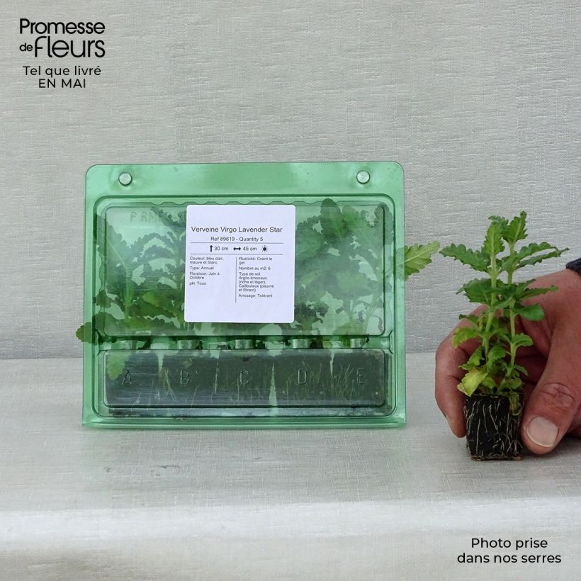 Amostra de Verveine Virgo Lavender Star Mini-motte Ø 3/4 cm tal como entregue na primavera