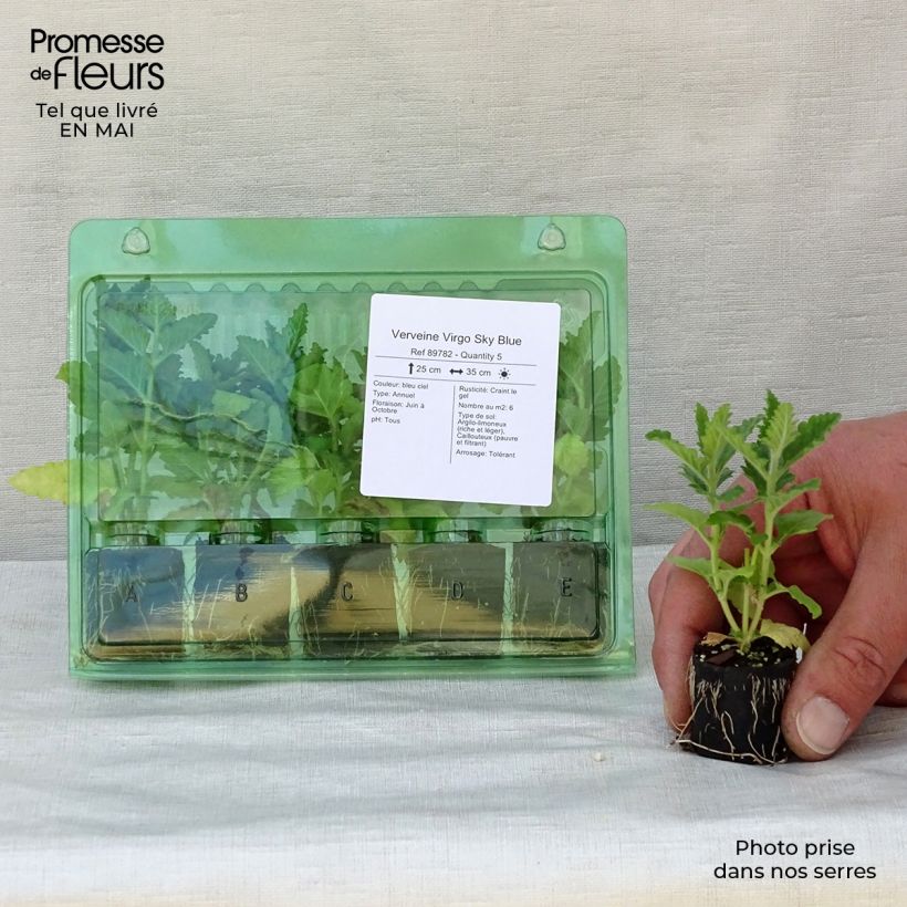 Amostra de Verveine Virgo Sky Blue Mini-motte Ø 3/4 cm tal como entregue na primavera