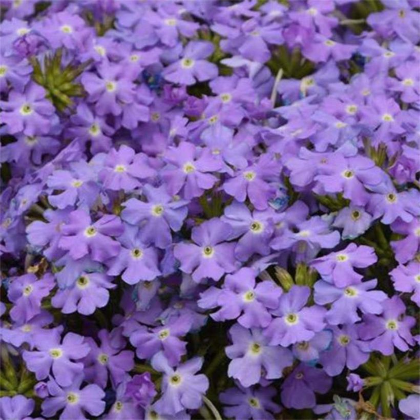Verbena Virgo Sky Blue (Floração)