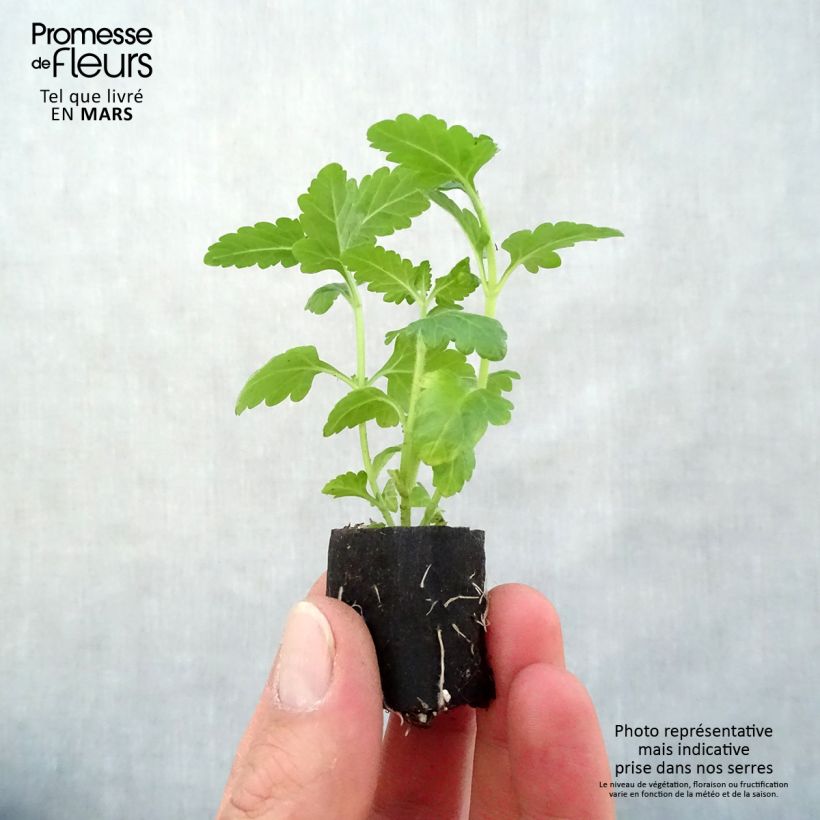 Amostra de Verveine Virgo White Mini-motte Ø 3/4 cm tal como entregue na primavera