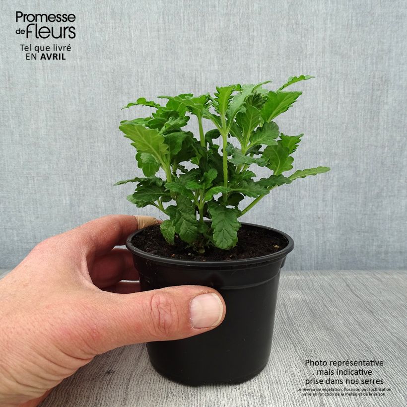 Amostra de Verbena Virgo up Purple Vaso de 8/9 cm tal como entregue na primavera