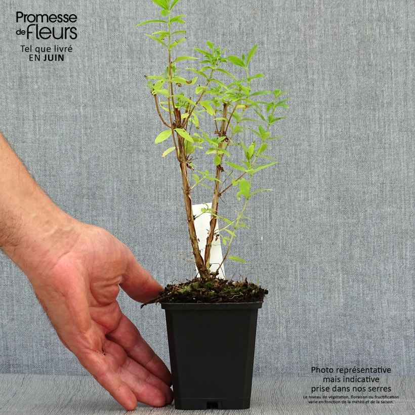 Amostra de Lúcia-lima em plantas - Aloysia triphylla Vaso de 7/8 cm tal como entregue no verão