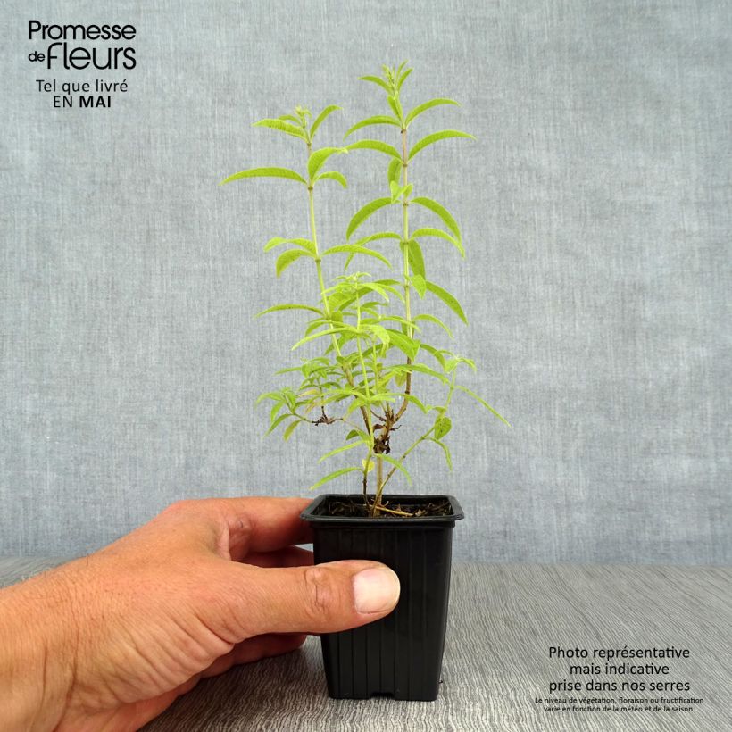 Amostra de Lúcia-lima em plantas - Aloysia triphylla Vaso de 7/8 cm tal como entregue na primavera