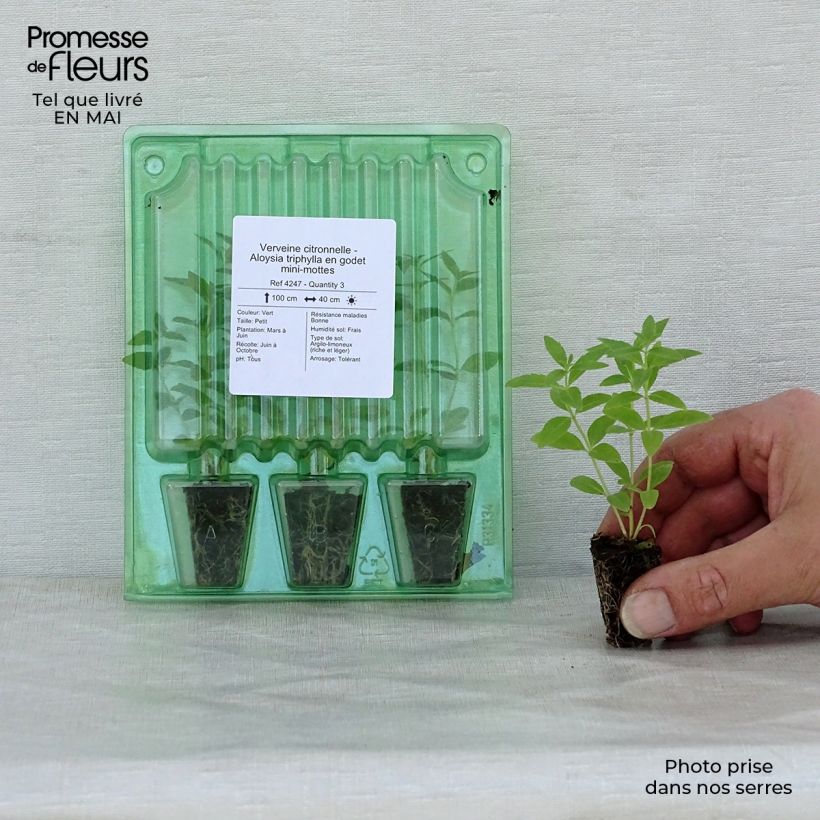 Amostra de Verveine citronnelle - Aloysia triphylla en plants Mini-torrão Ø 1,5/2,5 cm tal como entregue na primavera