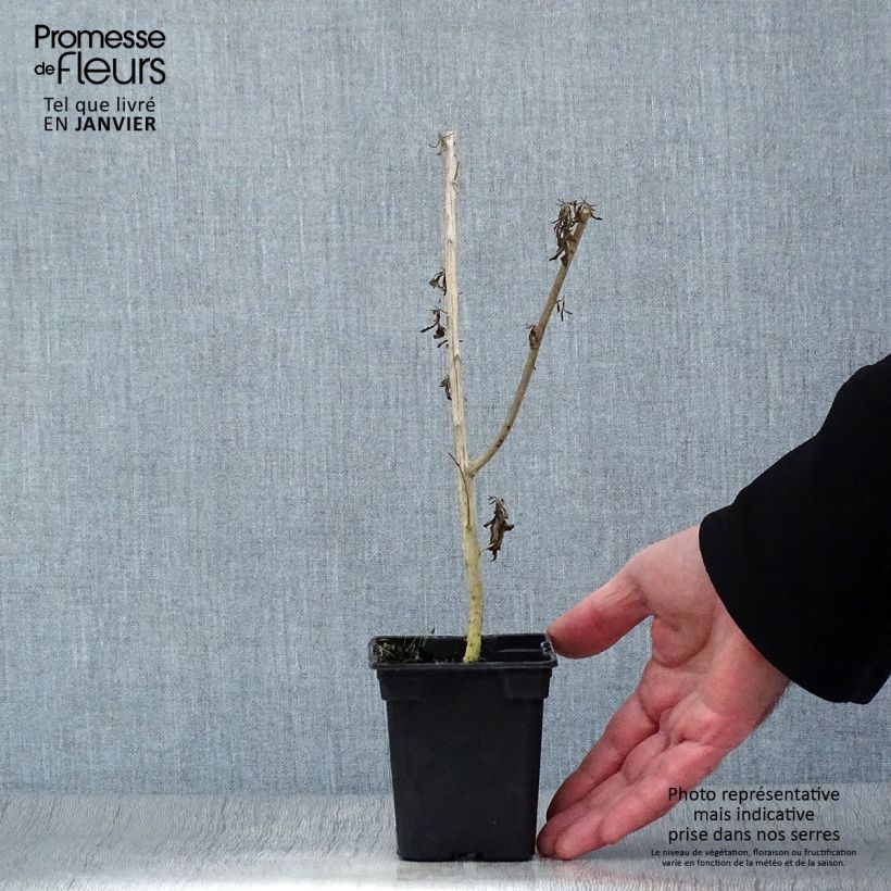 Amostra de Verveine d'Argentine - Aloysia polystachya Godet de 7/8 cm tal como entregue no inverno