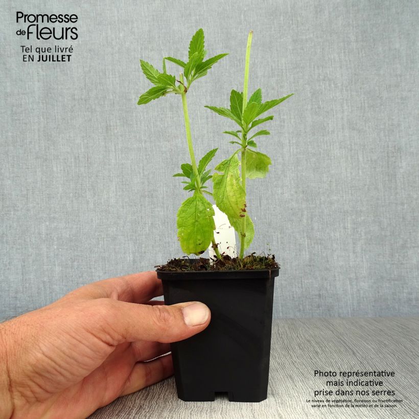 Amostra de Verbena hastata White Spires Vaso de 8/9 cm tal como entregue no verão