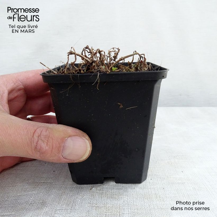 Amostra de Verveine hastée White Spires - Verbena hastata White Spires Vaso de 8/9 cm tal como entregue no inverno