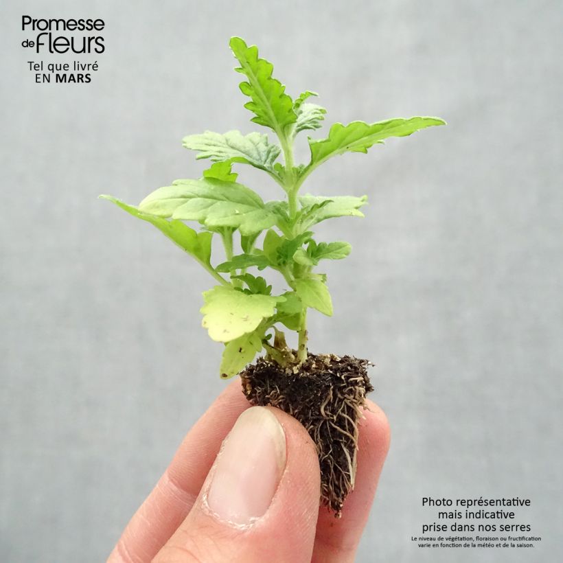 Amostra de Verbena Quartz Mix Mini-torrão: torrão de 2,2 cm x 2 cm em tabuleiro de cultivo de 35 unidades tal como entregue na primavera