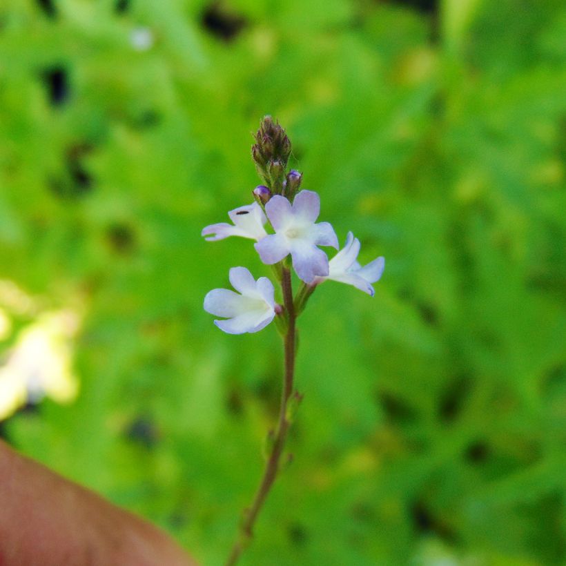 Verbena officinalis - Verbena-oficinal (Floração)