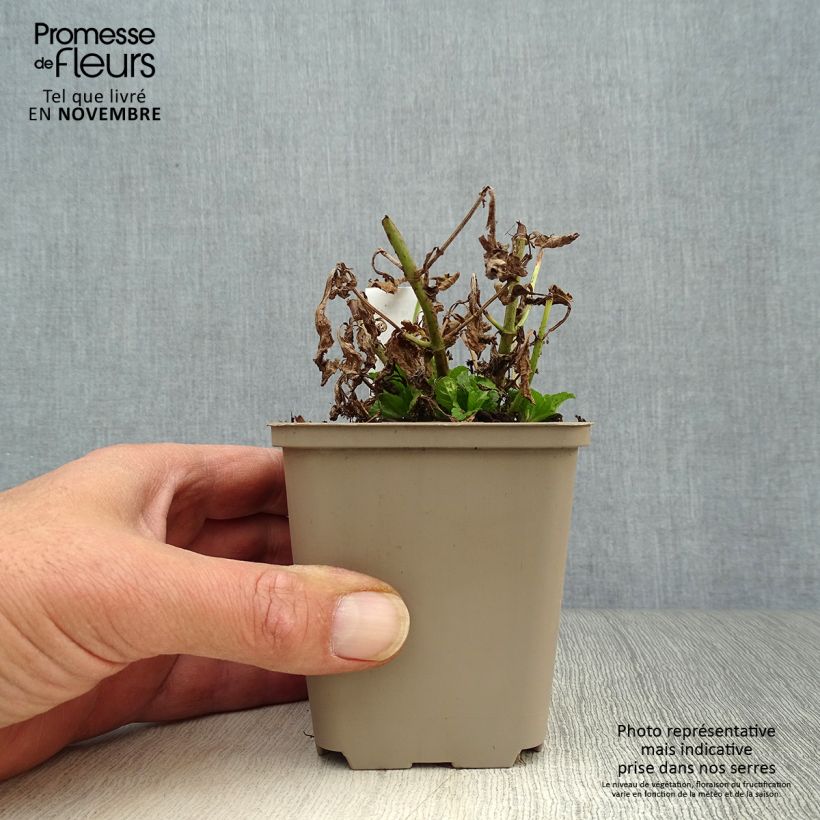 Amostra de Verbena officinalis - Verbena-oficinal Vaso de 8/9 cm tal como entregue no outono