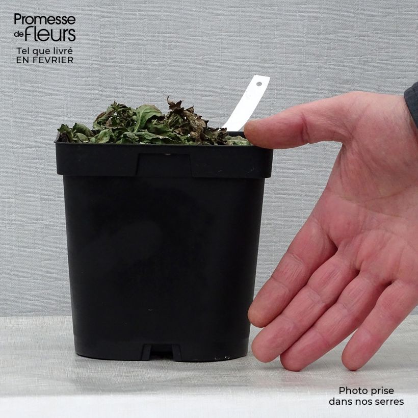 Amostra de Verbena officinalis - Verbena-oficinal Vaso de 2 L/3 L tal como entregue no inverno