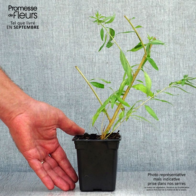 Amostra de Lúcia-lima Bio - Aloysia citriodora Mini-torrão Ø 3/4 cm tal como entregue no outono