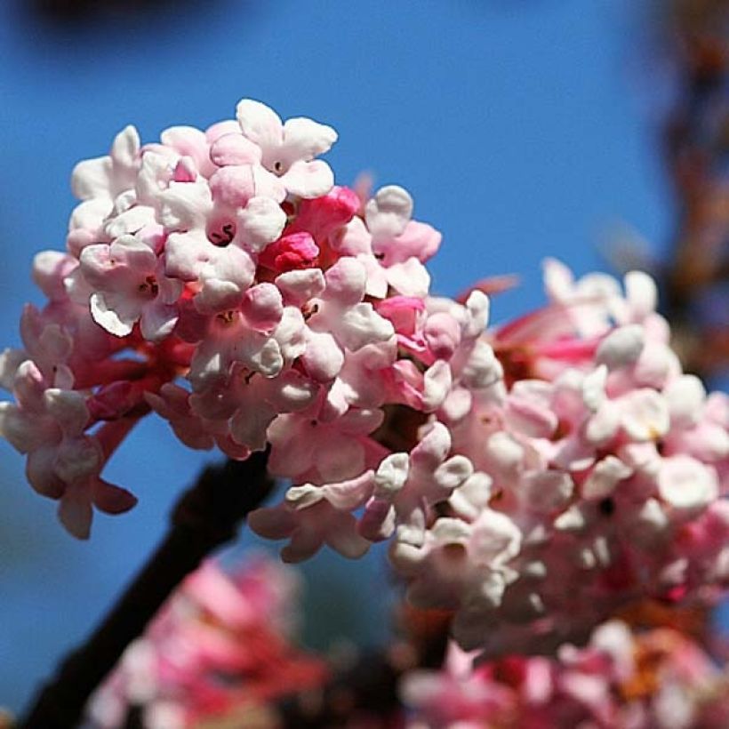 Viburnum bodnantense Dawn - Viburno-de-Bodnant (Floração)