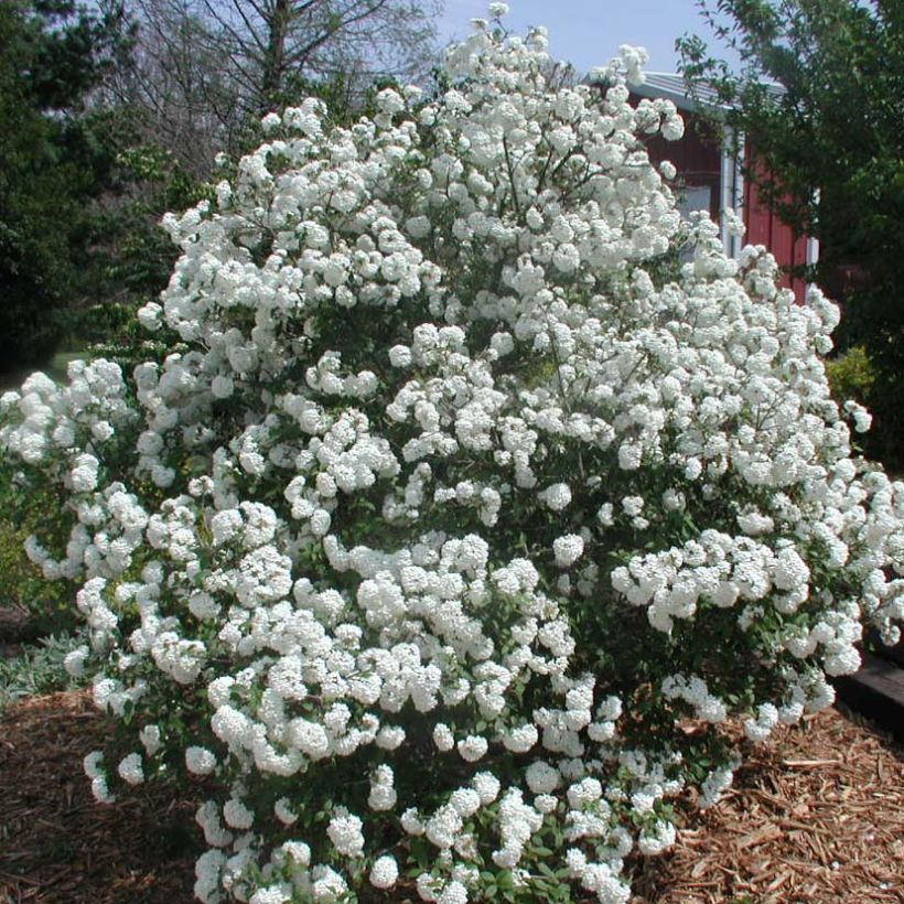 Viburnum Pragense - Viburno de Praga (Hábito)