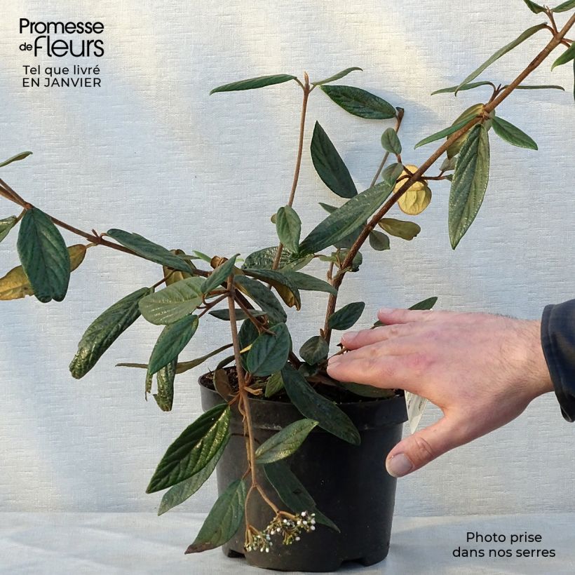 Amostra de Viburnum Pragense - Viburno de Praga Vaso de 3 L/4 L tal como entregue no inverno