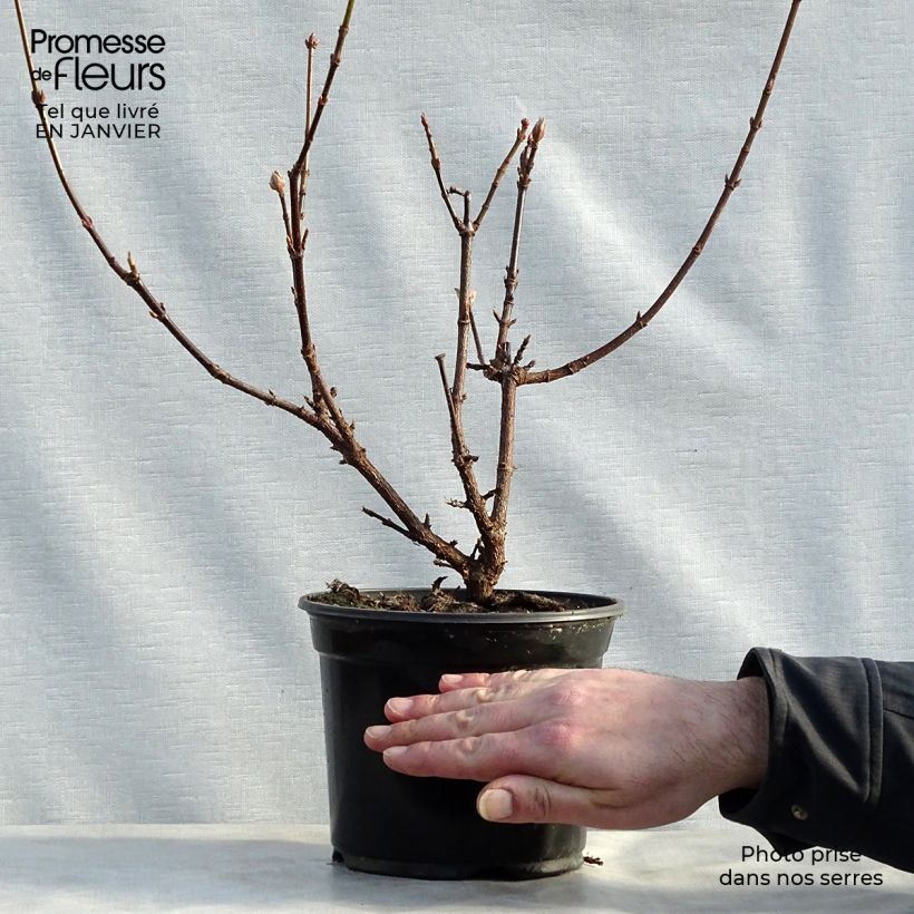 Amostra de Viburnum bodnantense Dawn - Viburno-de-Bodnant Vaso de 2 L/3 L tal como entregue no inverno