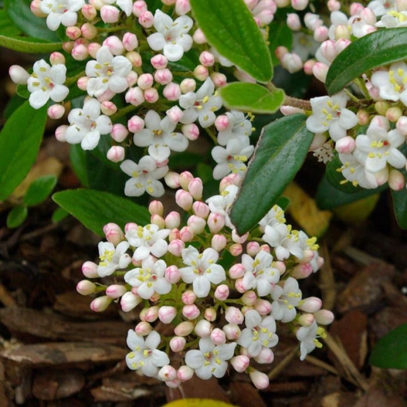 Viburnum burkwoodii Conoy - Viorne de Burkwood (Floração)