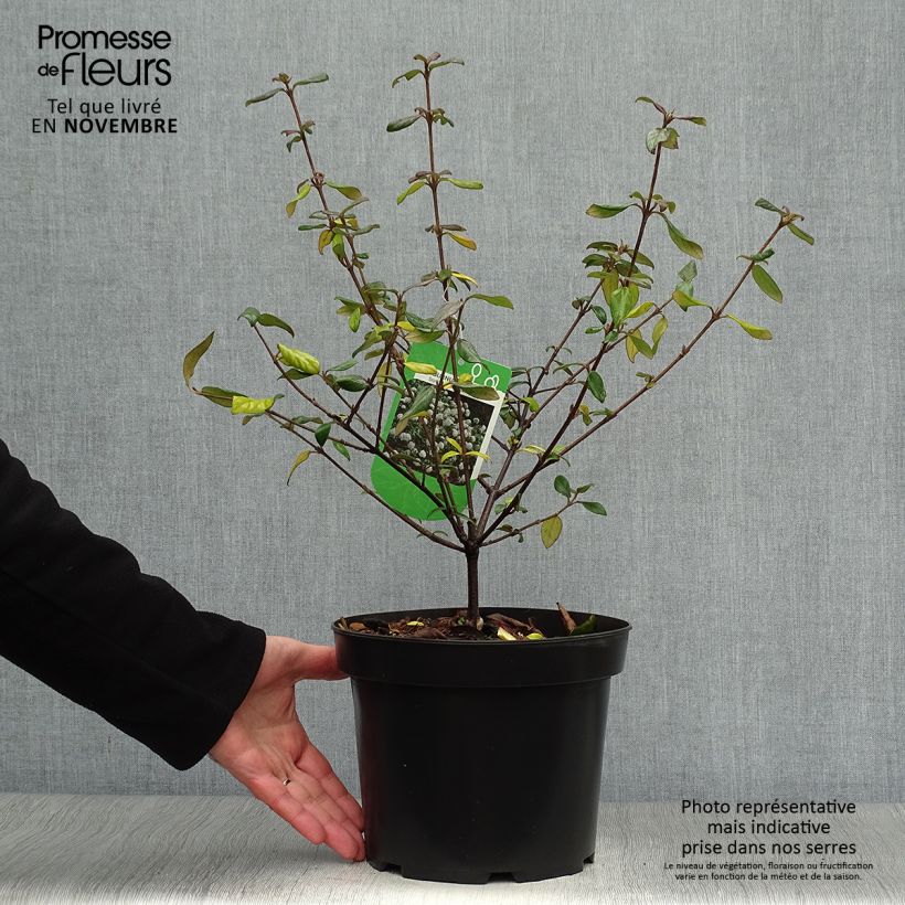 Amostra de Viburnum burkwoodii Conoy - Viorne de Burkwood Vaso de 4 L/5 L tal como entregue no outono