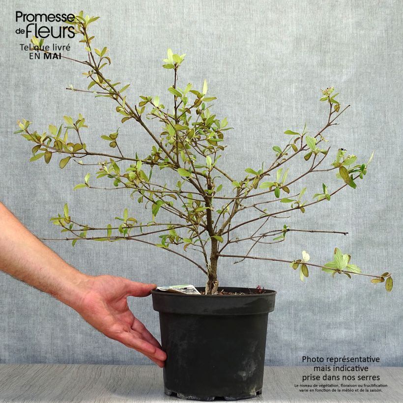 Amostra de Viburnum burkwoodii Conoy - Viorne de Burkwood Vaso de 4 L/5 L tal como entregue na primavera