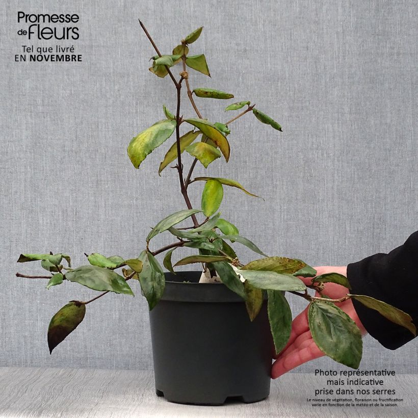 Amostra de Viburnum burkwoodii - Viburno de Burkwood Vaso de 3 L/4 L tal como entregue no outono