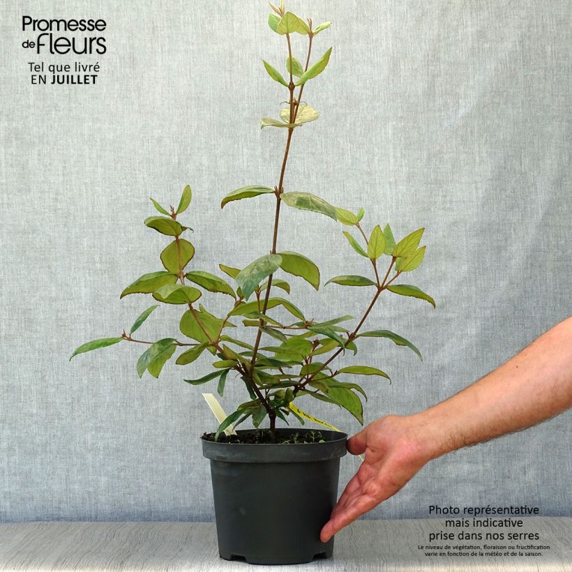 Amostra de Viburnum burkwoodii - Viburno de Burkwood Vaso de 3 L/4 L tal como entregue no verão
