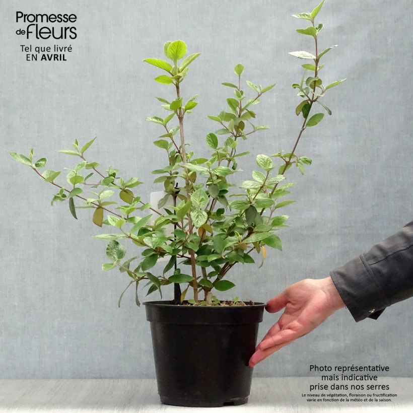 Amostra de Viburnum burkwoodii - Viburno de Burkwood Vaso de 3 L/4 L tal como entregue na primavera