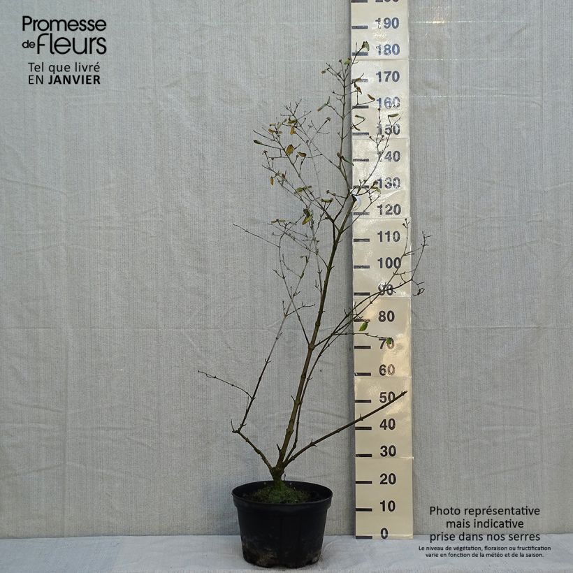 Amostra de Viburnum burkwoodii - Viorne de Burkwood Vaso de 7,5 L/10 L tal como entregue no inverno