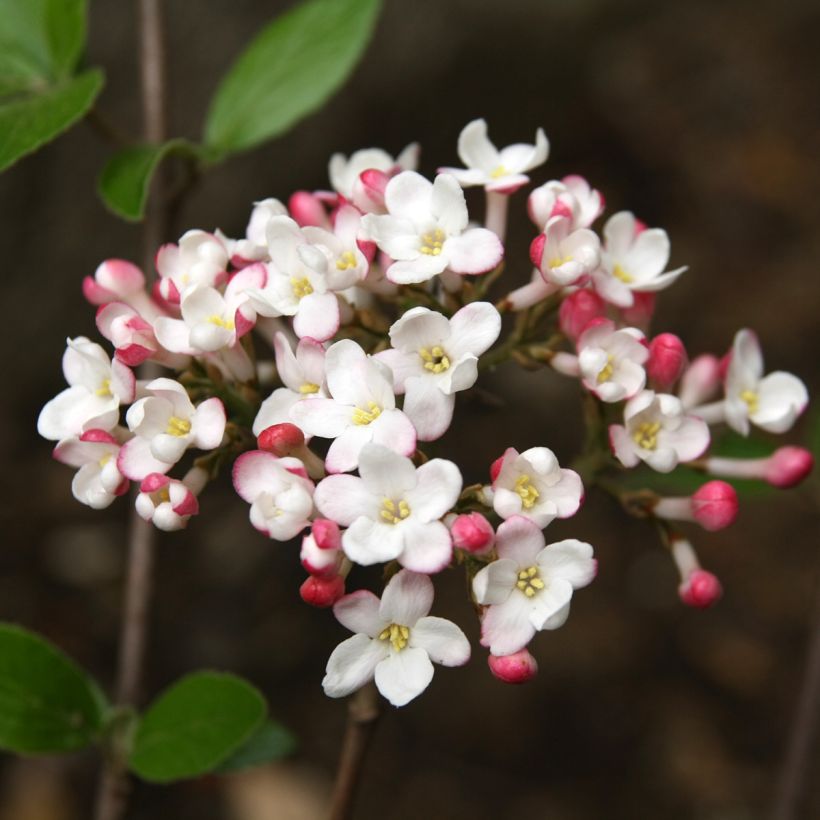 Viburnum × burkwoodii Mohawk - Viburno de Burkwood (Floração)