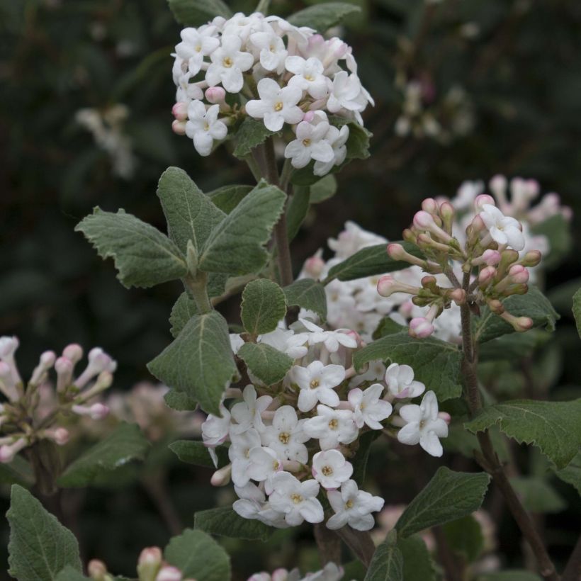 Viburnum carlesii - Viburno-da-Coreia (Floração)
