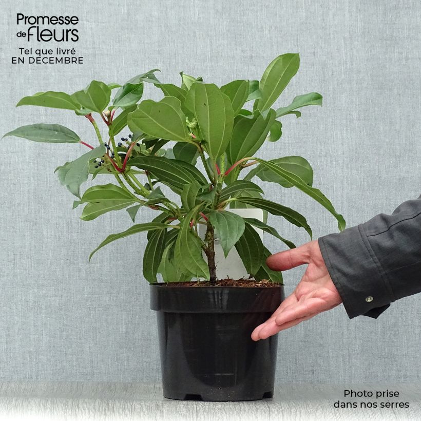 Amostra de Viburnum davidii - Viburno-de-David Vaso de 3 L/4 L tal como entregue no inverno