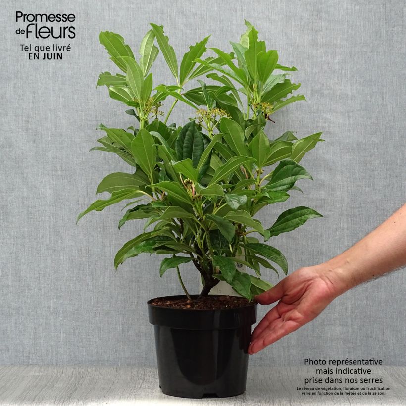 Amostra de Viburnum davidii - Viburno-de-David Vaso de 3 L/4 L tal como entregue no verão