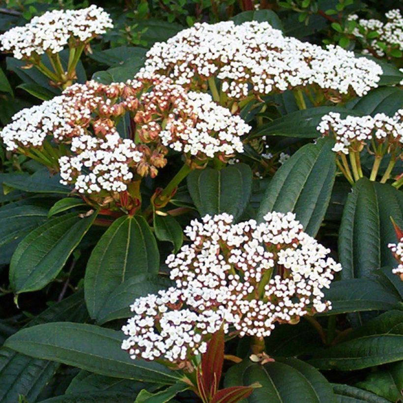 Viburnum davidii - Viburno-de-David (Floração)