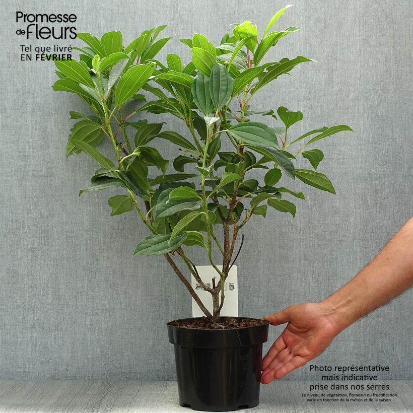 Amostra de Viburnum davidii - Viburno-de-David Vaso de 3 L/4 L tal como entregue no outono