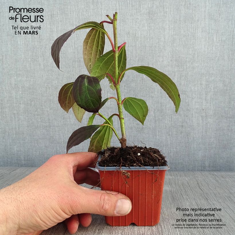 Amostra de Viburnum davidii - Viburno-de-David Vaso de 8/9 cm tal como entregue no inverno