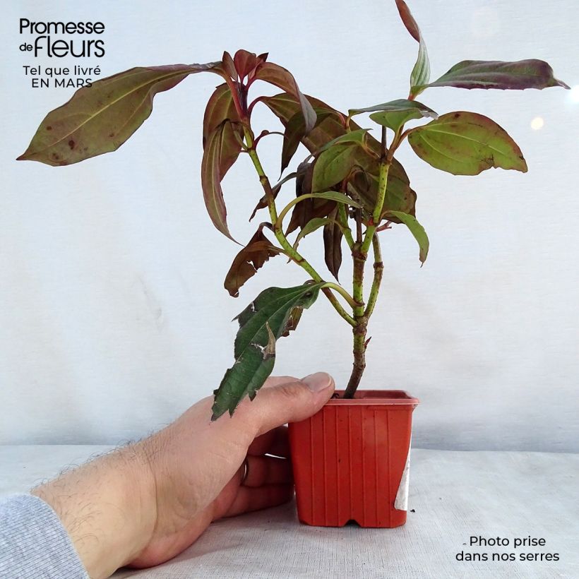 Amostra de Viburnum davidii - Viburno-de-David Vaso de 8/9 cm tal como entregue na primavera