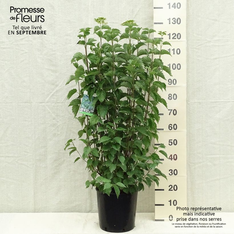 Amostra de Viburnum dentatum Blue Muffin - Viburno-dentado Vaso de 12 L/15 L tal como entregue no outono