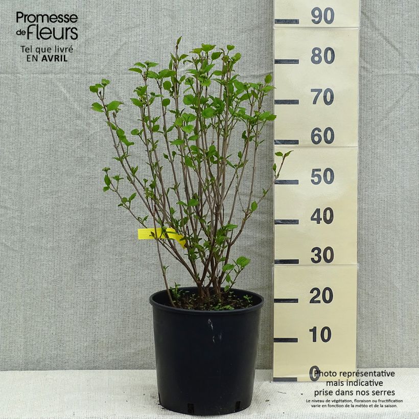 Amostra de Viburnum dentatum Blue Muffin - Viburno-dentado Vaso de 12 L/15 L tal como entregue na primavera