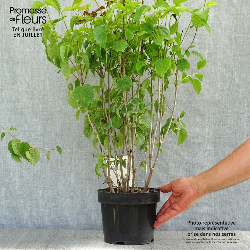 Amostra de Viburnum dentatum Blue Muffin - Viburno-dentado Vaso de 3 L/4 L tal como entregue no verão