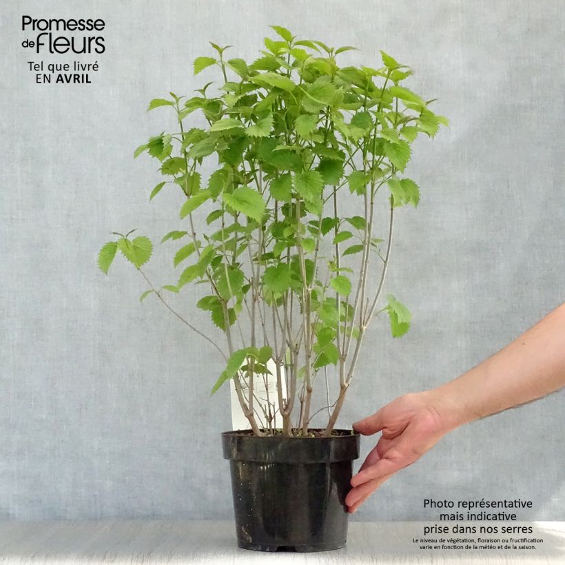 Amostra de Viburnum dentatum Blue Muffin - Viburno-dentado Vaso de 3 L/4 L tal como entregue na primavera